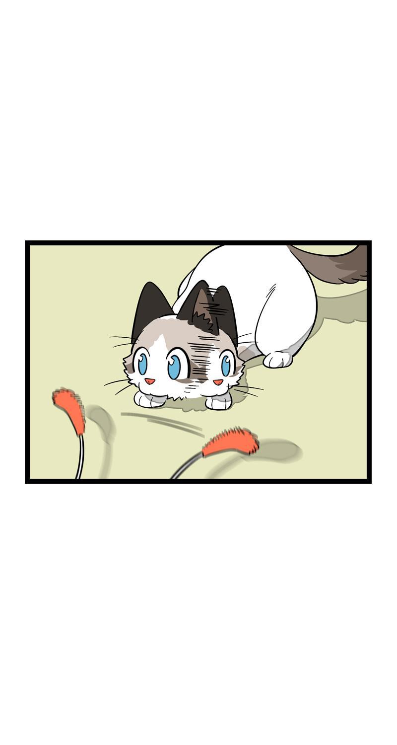 周一至周末韩漫全集-第11话 一只特立独行的猫无删减无遮挡章节图片 