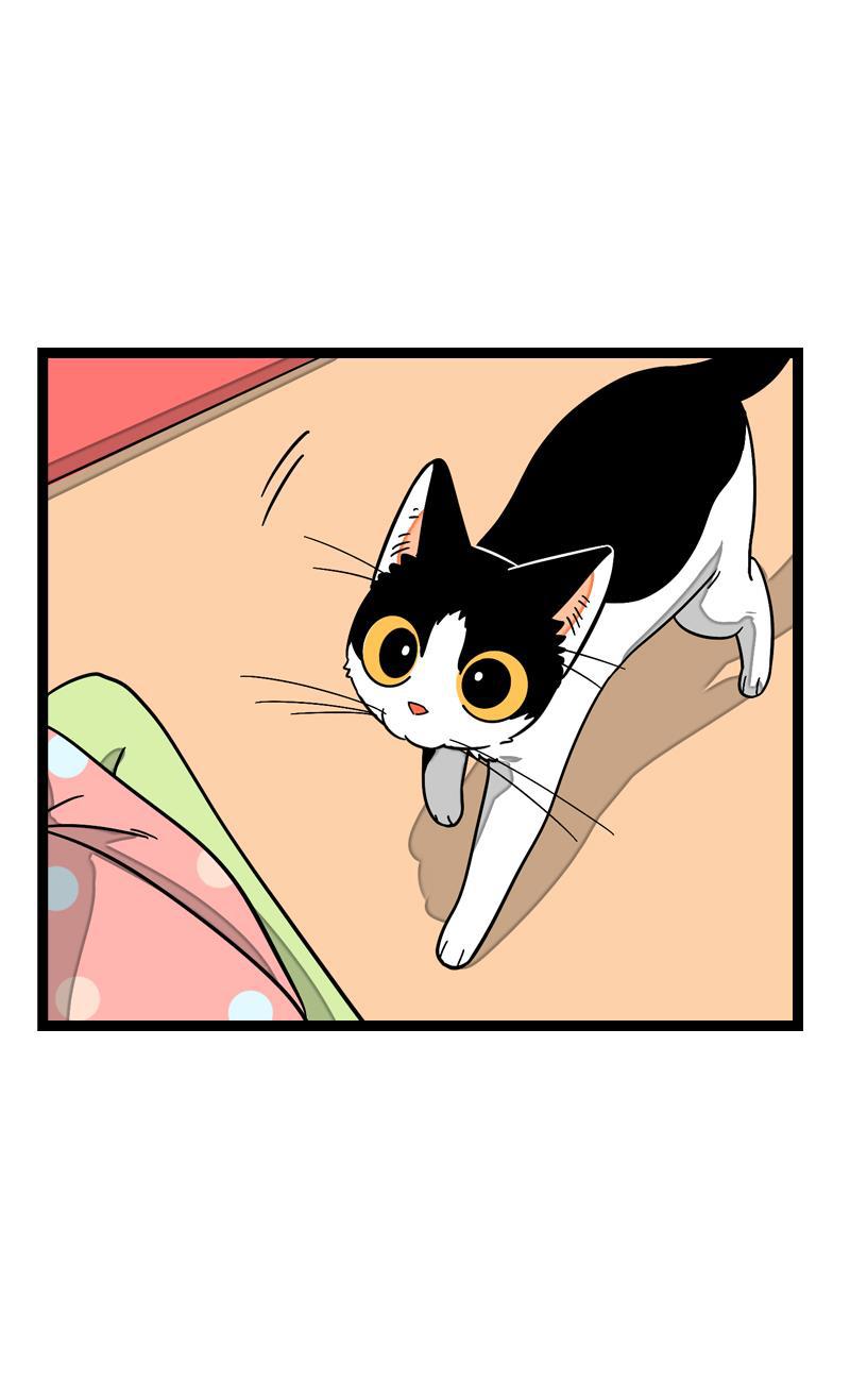 周一至周末韩漫全集-第11话 一只特立独行的猫无删减无遮挡章节图片 