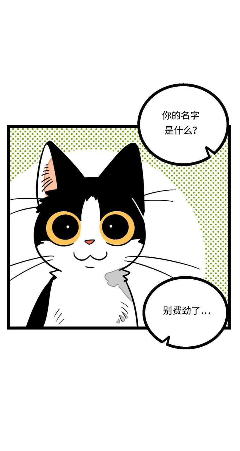 周一至周末韩漫全集-第11话 一只特立独行的猫无删减无遮挡章节图片 