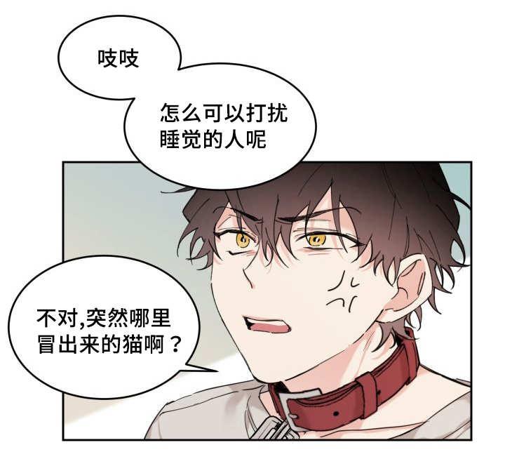 咻咻漫画韩漫全集-27_新的猫咪无删减无遮挡章节图片 