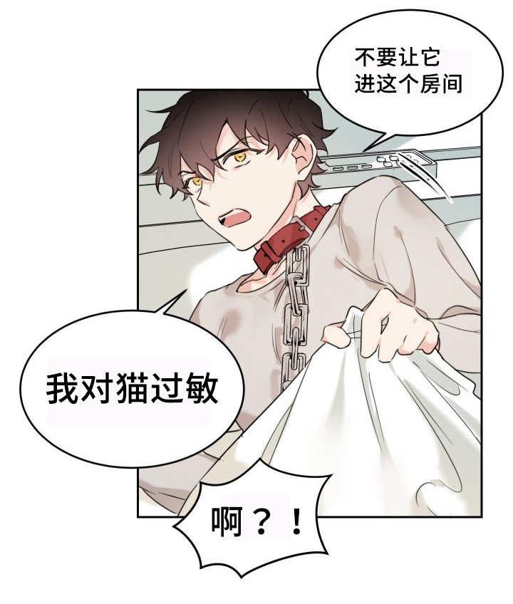 咻咻漫画韩漫全集-27_新的猫咪无删减无遮挡章节图片 