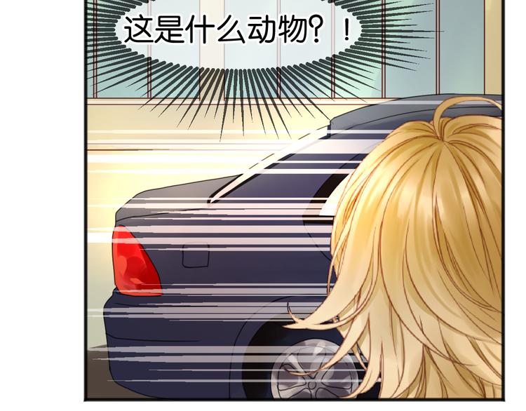 捡到只小狐狸韩漫全集-第1＋2话 捡到一只很萌的狐狸？无删减无遮挡章节图片 