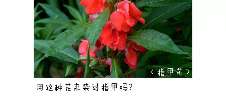 叫我森先生韩漫全集-美甲无删减无遮挡章节图片 