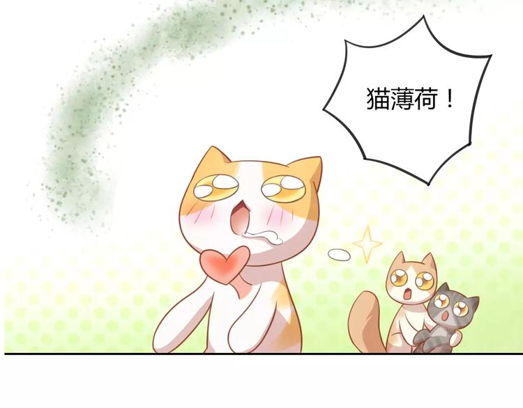 猫爪之下韩漫全集-第12话  纸箱争夺战无删减无遮挡章节图片 