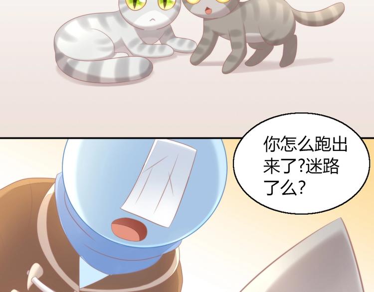 猫爪之下韩漫全集-第126话 猫舍C位（二）无删减无遮挡章节图片 