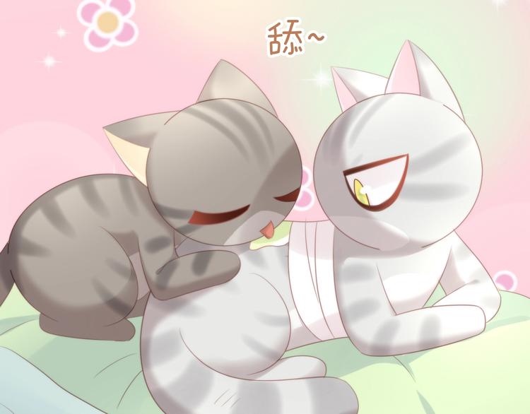猫爪之下韩漫全集-第127话 猫舍C位（三）无删减无遮挡章节图片 