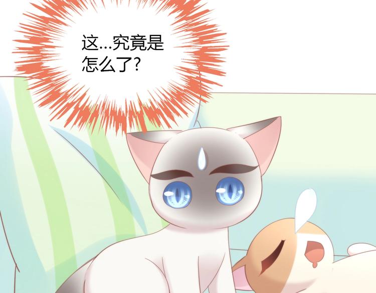 猫爪之下韩漫全集-第133话 撸猫技师（一）无删减无遮挡章节图片 