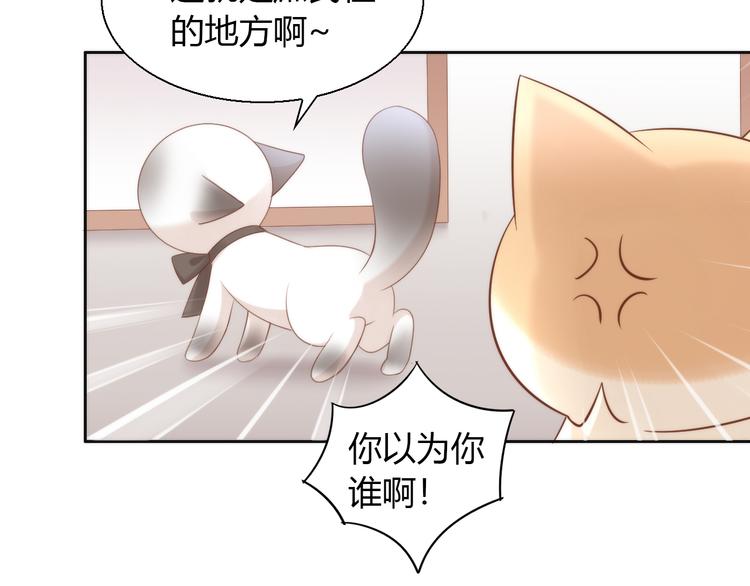 猫爪之下韩漫全集-第76话 猫咪选美大赛无删减无遮挡章节图片 