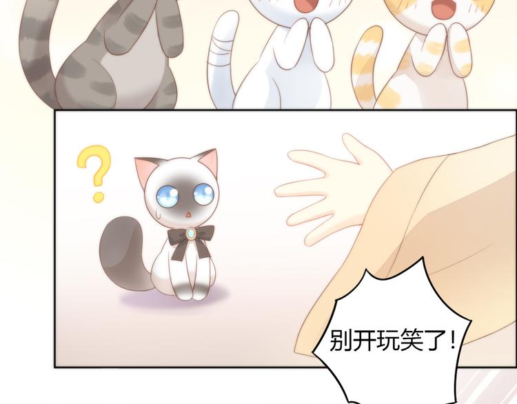 猫爪之下韩漫全集-第76话 猫咪选美大赛无删减无遮挡章节图片 