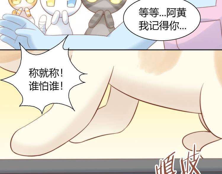 猫爪之下韩漫全集-第76话 猫咪选美大赛无删减无遮挡章节图片 