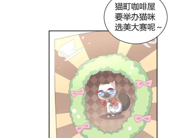 猫爪之下韩漫全集-第76话 猫咪选美大赛无删减无遮挡章节图片 