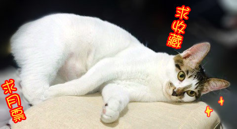 木兰无长兄韩漫全集-53奇怪的少年（上）无删减无遮挡章节图片 