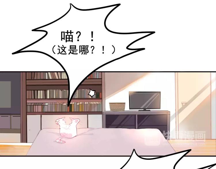 社会喵韩漫全集-第1话 从天而降的萌宠无删减无遮挡章节图片 