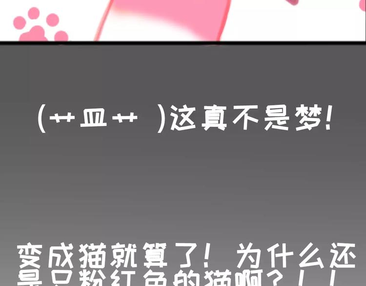 社会喵韩漫全集-第1话 从天而降的萌宠无删减无遮挡章节图片 