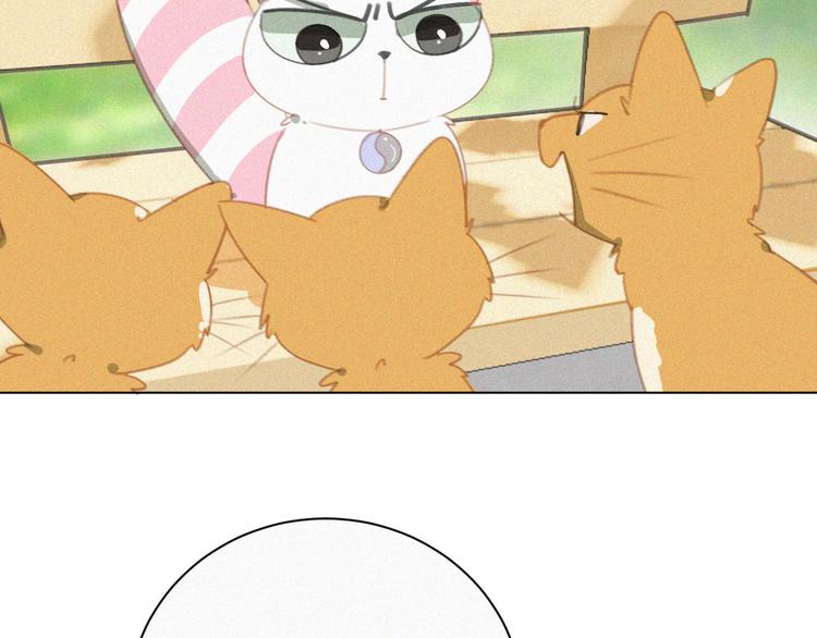 社会喵韩漫全集-第33话 我的情敌是只猫？无删减无遮挡章节图片 