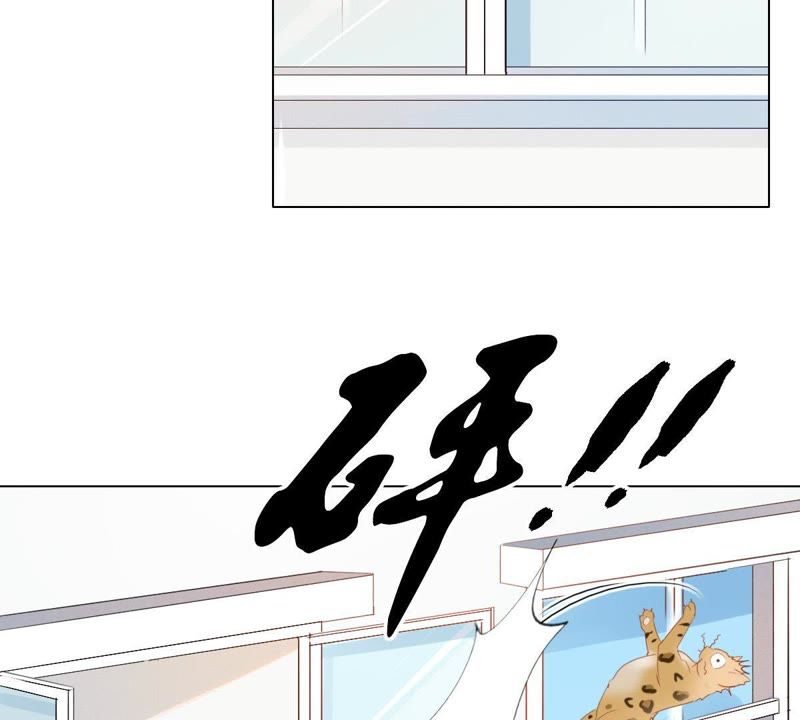 世无良猫韩漫全集-第1话 千年猫男的悲催奇遇无删减无遮挡章节图片 