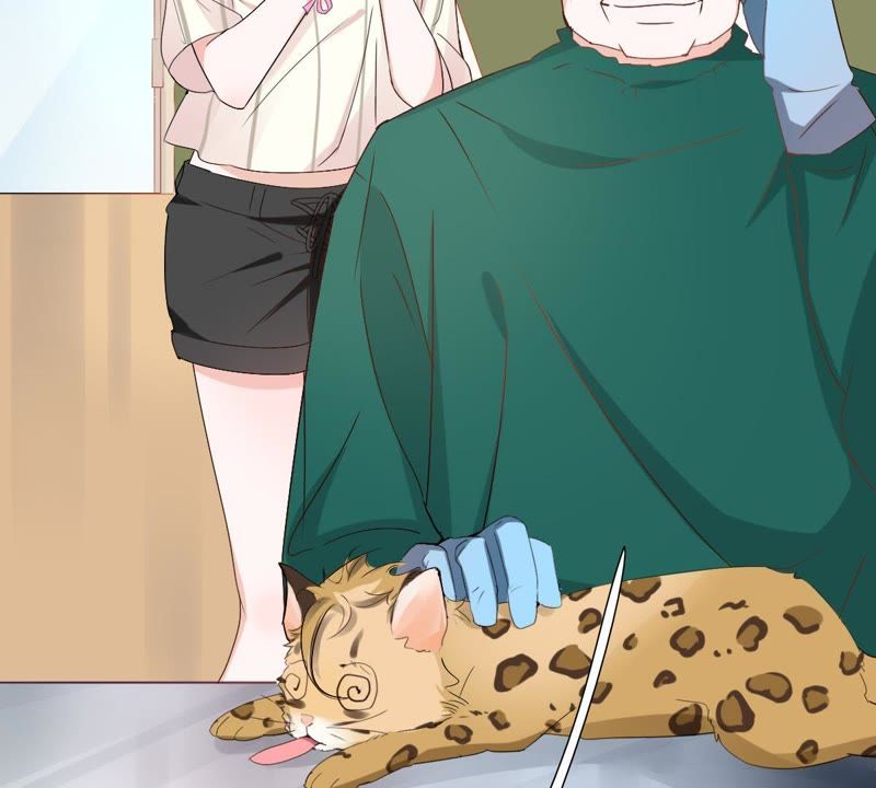 世无良猫韩漫全集-第1话 千年猫男的悲催奇遇无删减无遮挡章节图片 