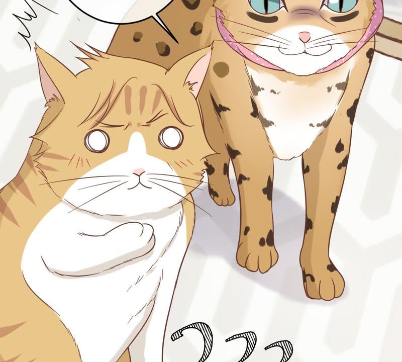 世无良猫韩漫全集-第14话 难以启齿的要求无删减无遮挡章节图片 