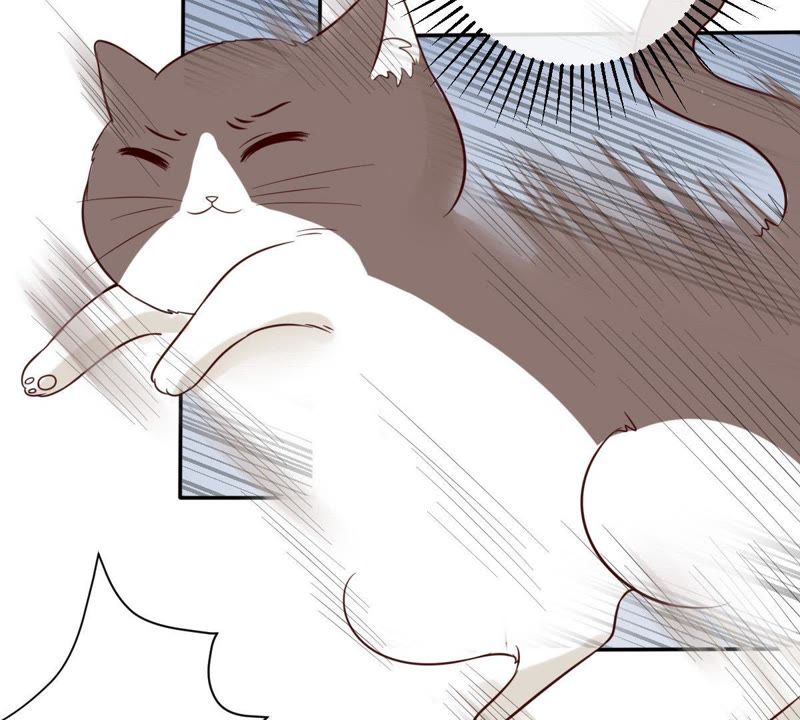 世无良猫韩漫全集-第37话 我们，可是很痴情的无删减无遮挡章节图片 