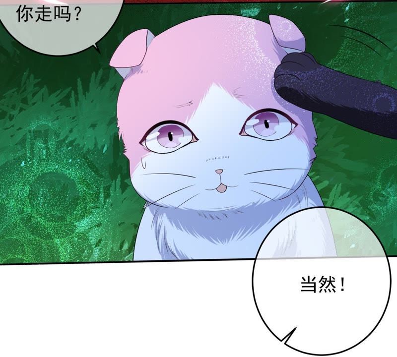 世无良猫韩漫全集-第70话 新的盟友无删减无遮挡章节图片 