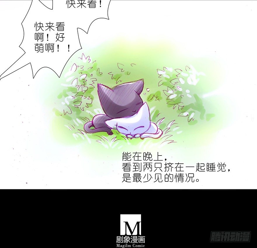 我家大师兄脑子有坑韩漫全集-番外：忽然养只猫 六无删减无遮挡章节图片 