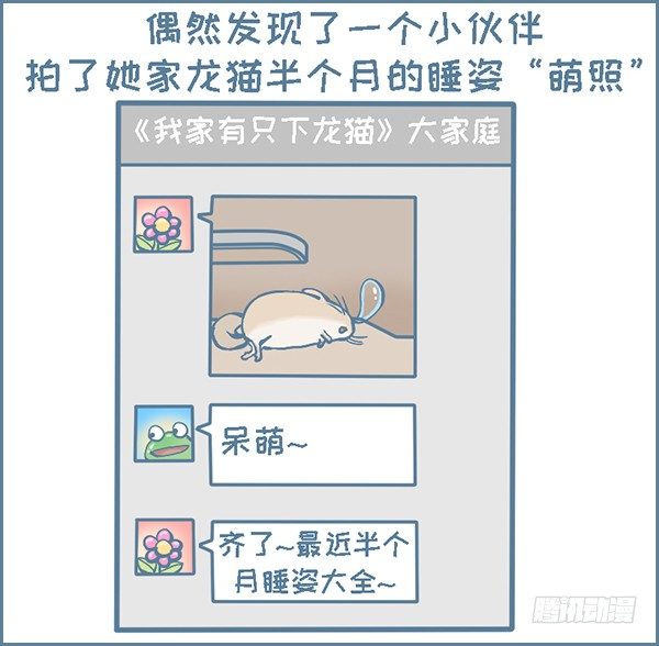 我家有只小龙猫-拍了龙猫半个月的睡觉萌照（上）全彩韩漫标签
