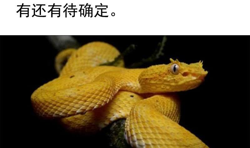 阴间贷韩漫全集-第77话 一条大蛇VS两位大师无删减无遮挡章节图片 