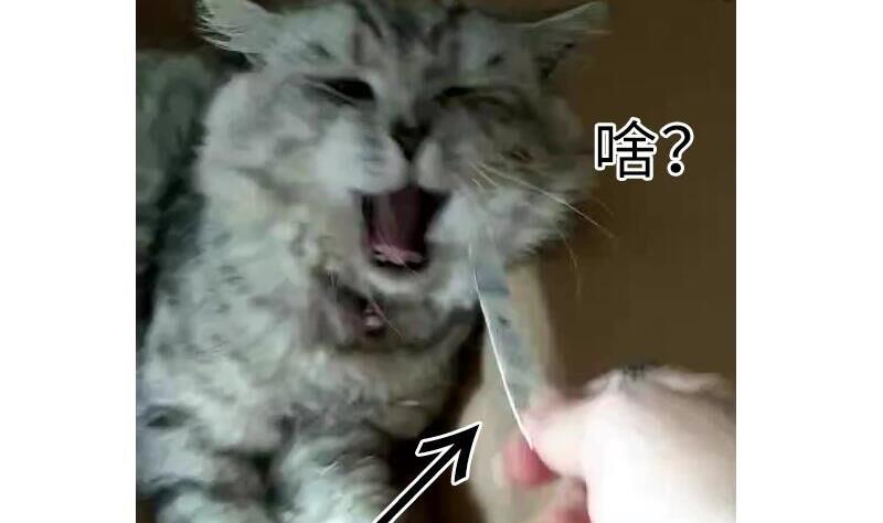 战地圣修韩漫全集-第二季 第4话 猴子肉可好吃？ 上无删减无遮挡章节图片 