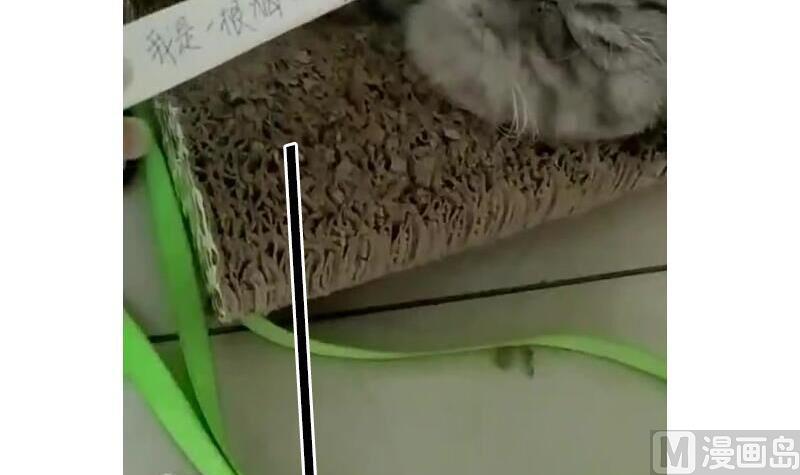 战地圣修韩漫全集-第二季 第4话 猴子肉可好吃？ 上无删减无遮挡章节图片 