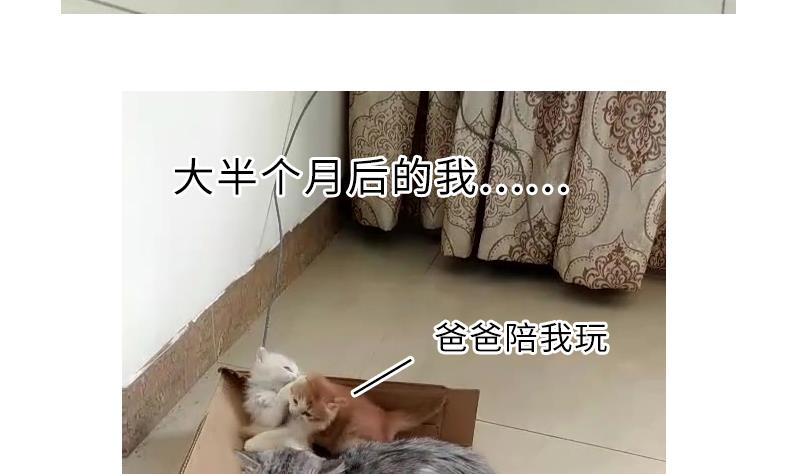 战地圣修韩漫全集-第二季 第4话 猴子肉可好吃？ 下无删减无遮挡章节图片 