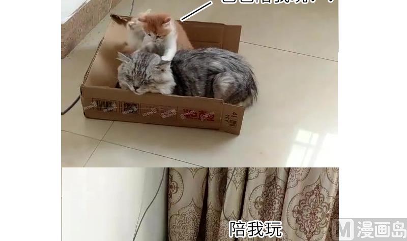 战地圣修韩漫全集-第二季 第4话 猴子肉可好吃？ 下无删减无遮挡章节图片 