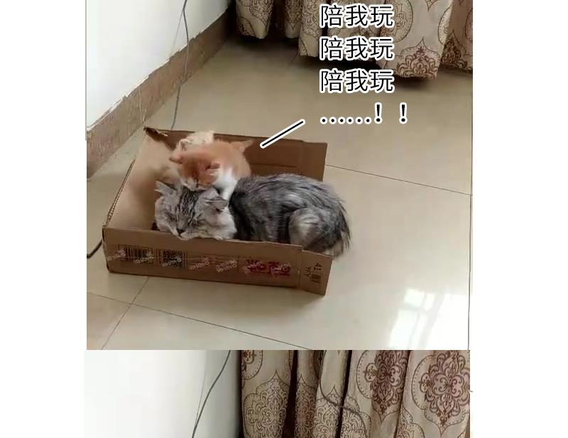 战地圣修韩漫全集-第二季 第4话 猴子肉可好吃？ 下无删减无遮挡章节图片 