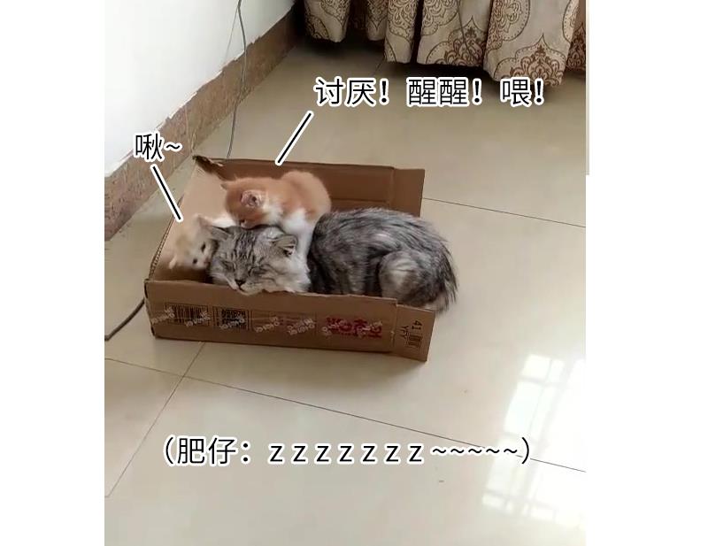 战地圣修韩漫全集-第二季 第4话 猴子肉可好吃？ 下无删减无遮挡章节图片 
