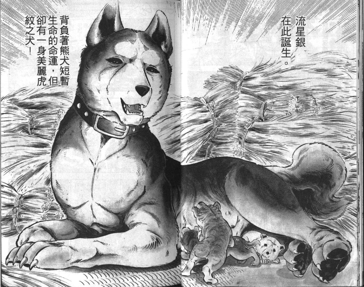 银牙虎纹猎犬物语韩漫全集-VOL01无删减无遮挡章节图片 