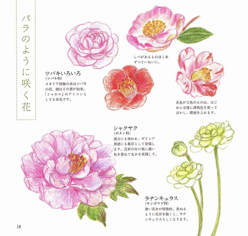 Lovely flowers and plants with colored pencils韩漫全集-全一册无删减无遮挡章节图片 