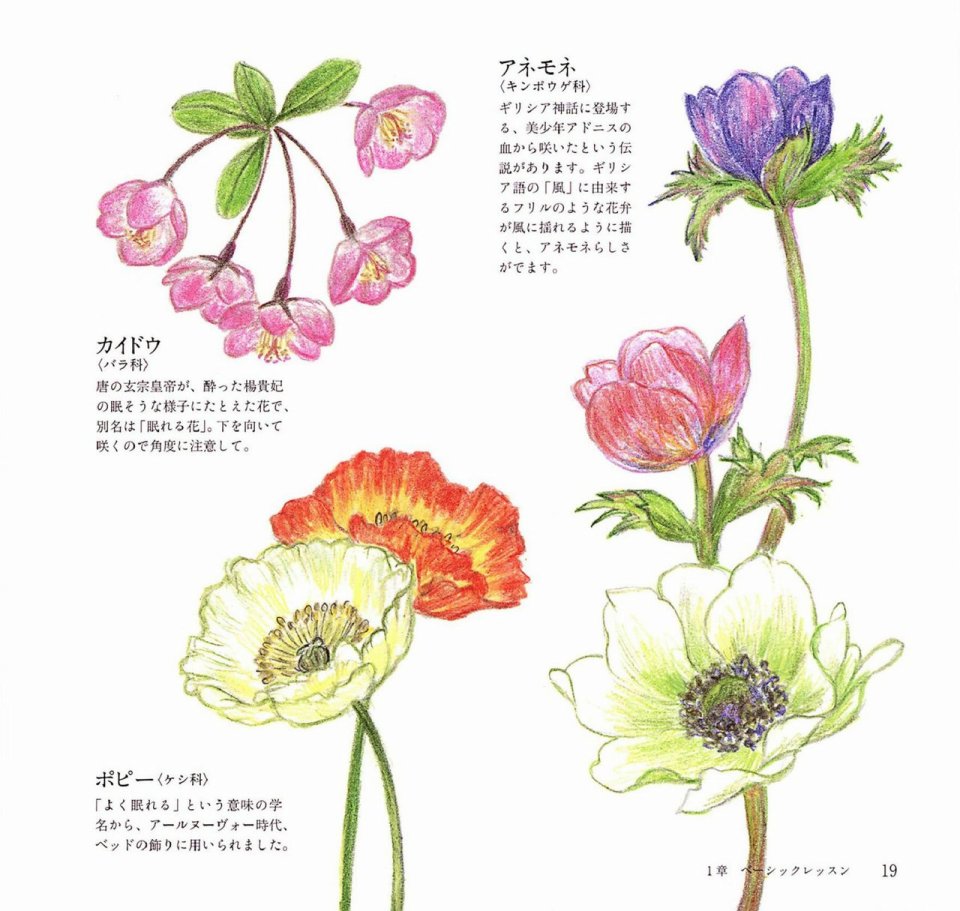 Lovely flowers and plants with colored pencils韩漫全集-全一册无删减无遮挡章节图片 