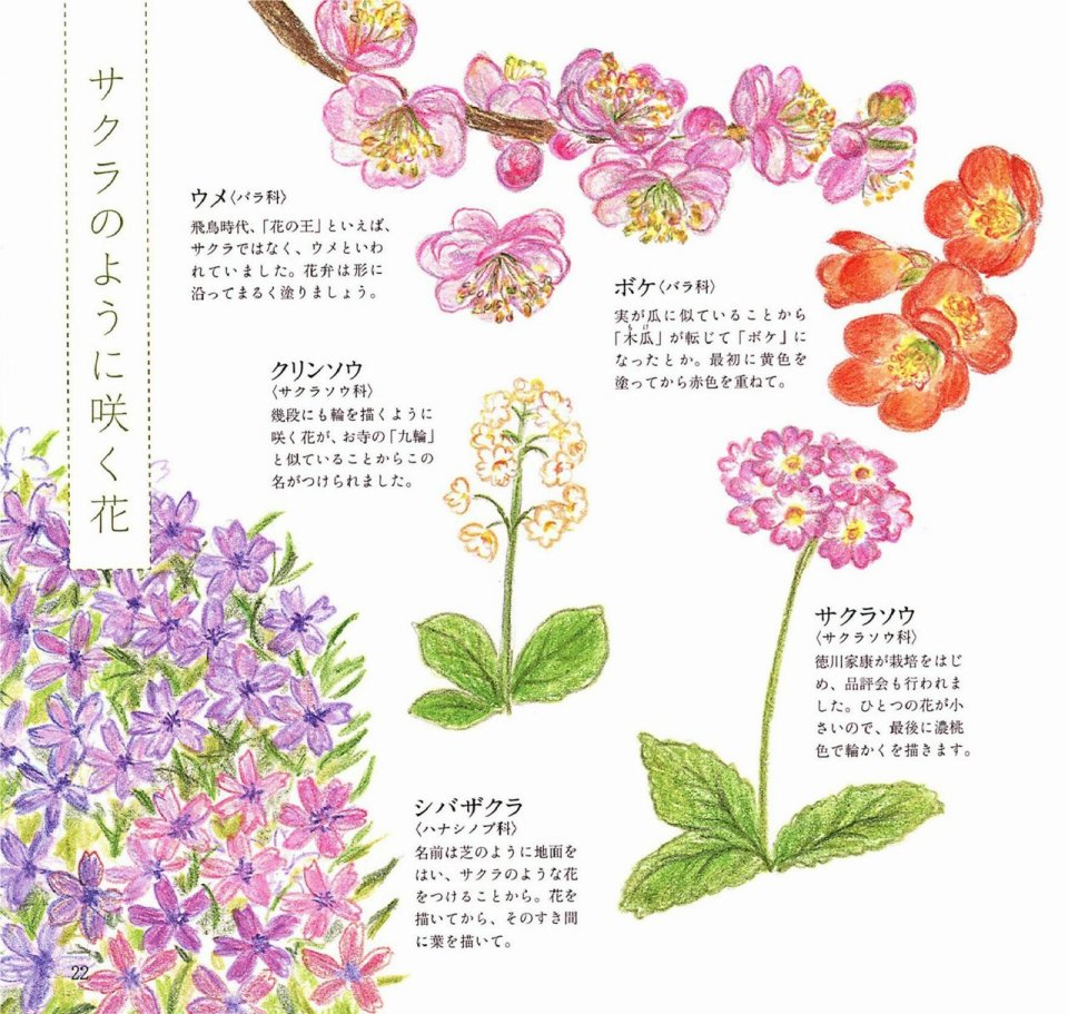 Lovely flowers and plants with colored pencils韩漫全集-全一册无删减无遮挡章节图片 