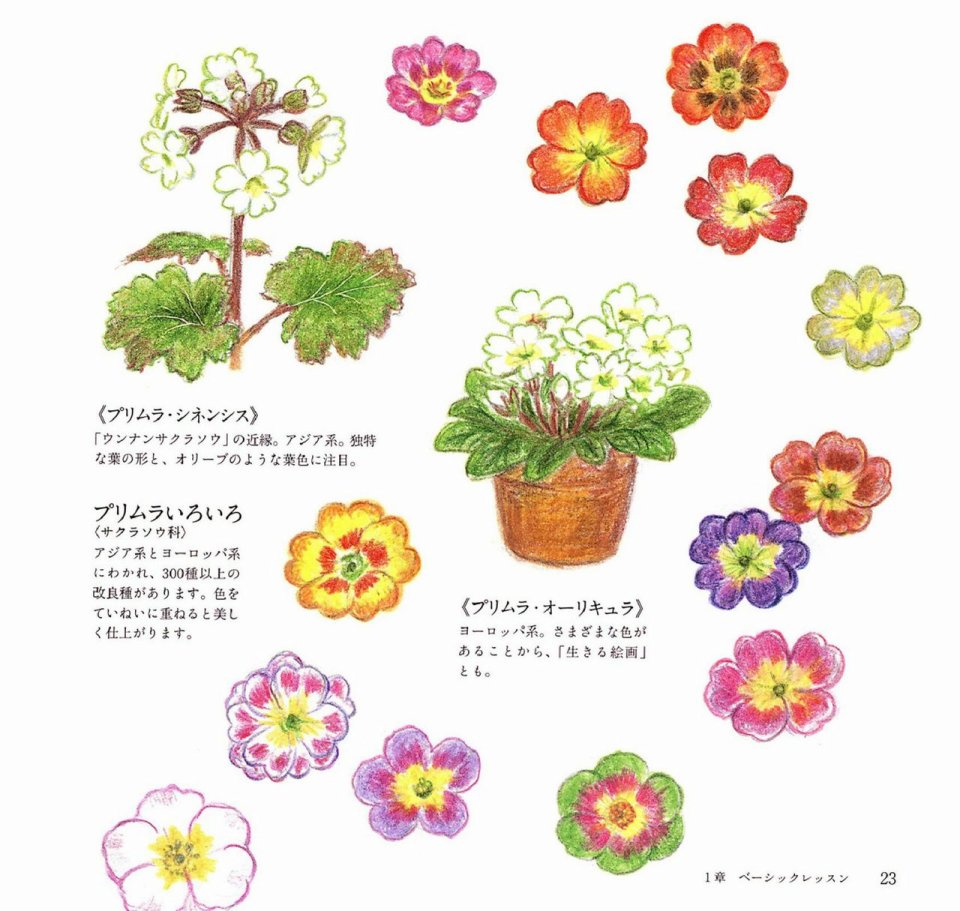 Lovely flowers and plants with colored pencils韩漫全集-全一册无删减无遮挡章节图片 