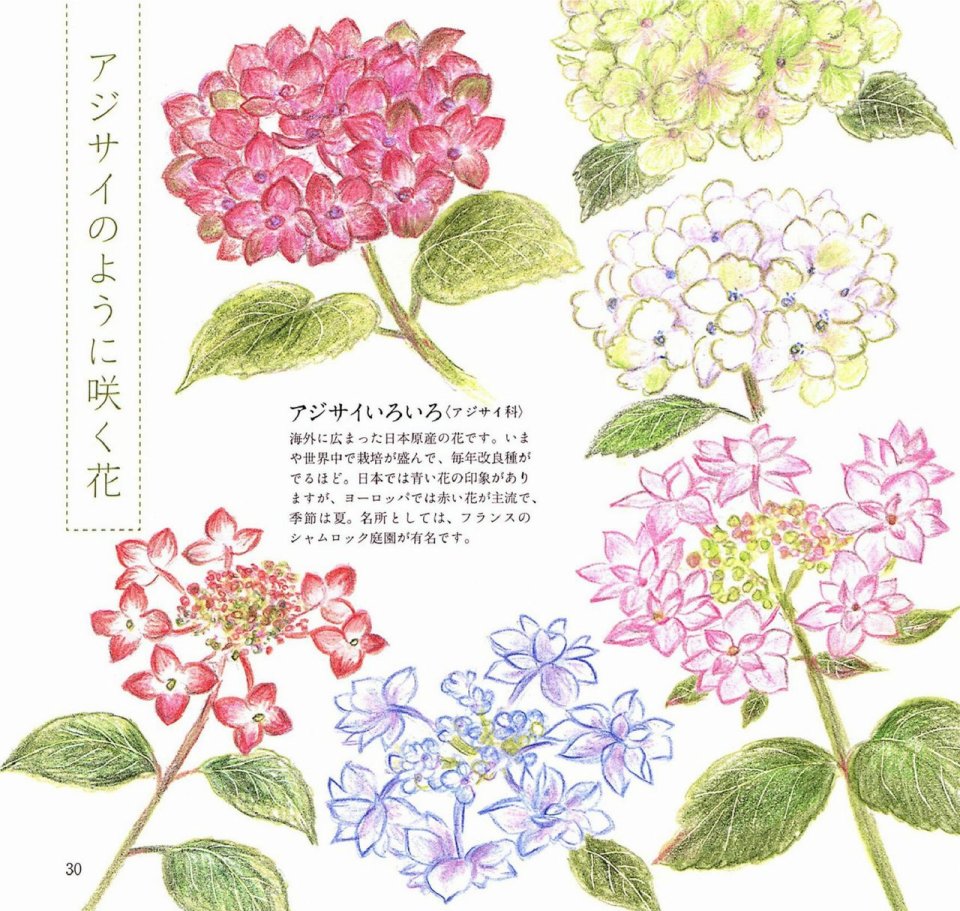 Lovely flowers and plants with colored pencils韩漫全集-全一册无删减无遮挡章节图片 