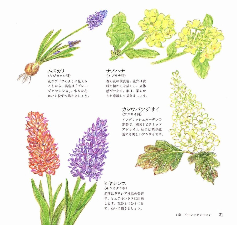 Lovely flowers and plants with colored pencils韩漫全集-全一册无删减无遮挡章节图片 