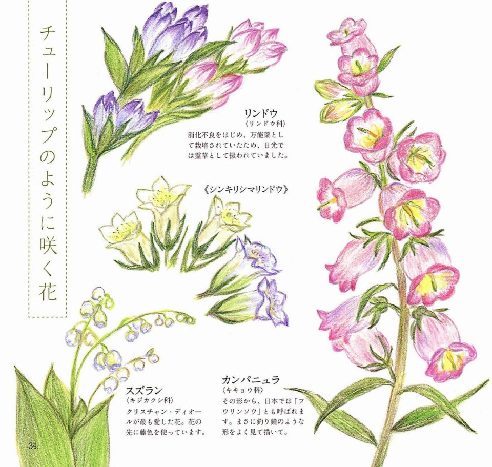 Lovely flowers and plants with colored pencils韩漫全集-全一册无删减无遮挡章节图片 