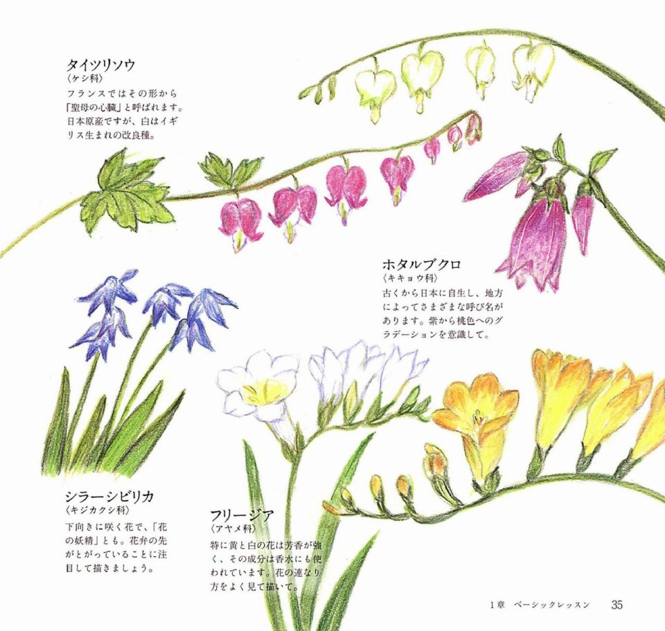 Lovely flowers and plants with colored pencils韩漫全集-全一册无删减无遮挡章节图片 