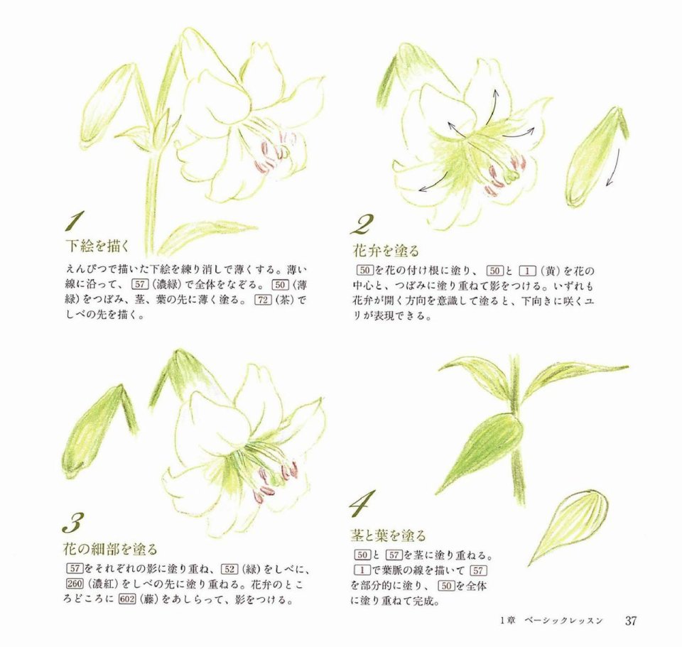Lovely flowers and plants with colored pencils韩漫全集-全一册无删减无遮挡章节图片 