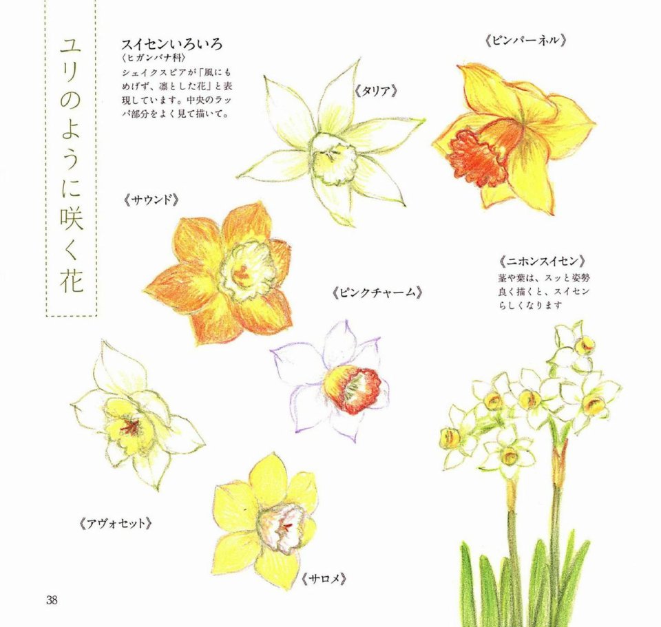 Lovely flowers and plants with colored pencils韩漫全集-全一册无删减无遮挡章节图片 