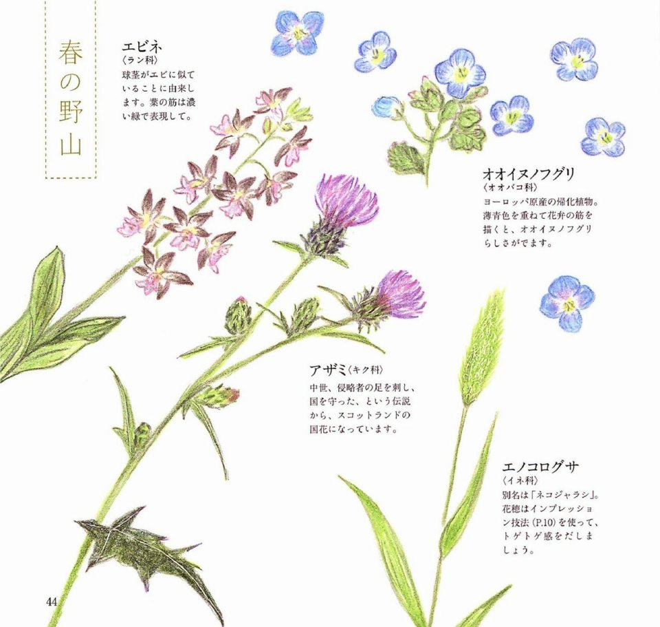 Lovely flowers and plants with colored pencils韩漫全集-全一册无删减无遮挡章节图片 