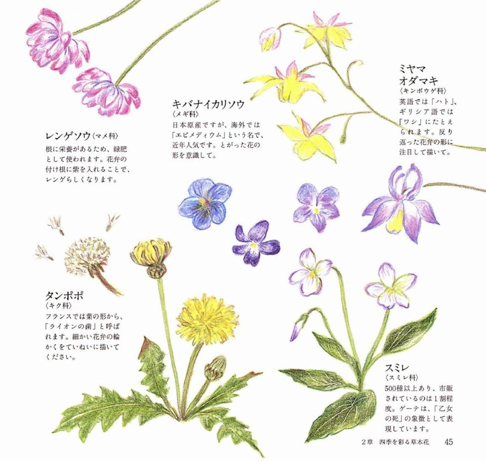 Lovely flowers and plants with colored pencils韩漫全集-全一册无删减无遮挡章节图片 