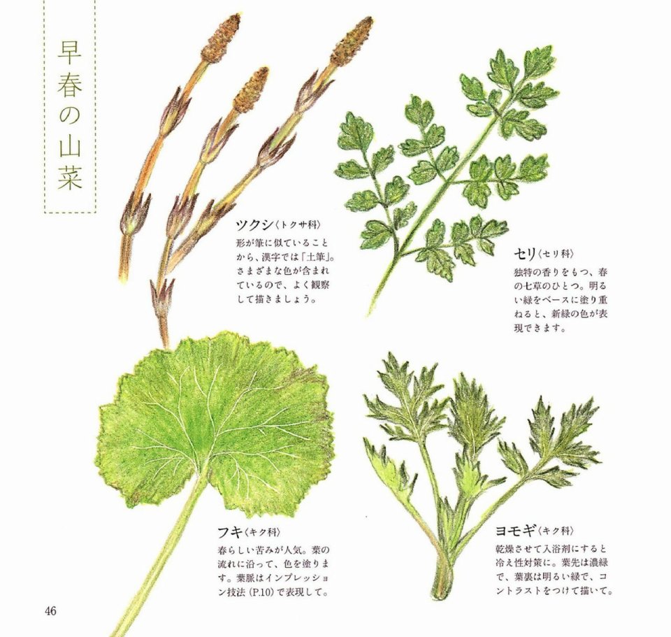 Lovely flowers and plants with colored pencils韩漫全集-全一册无删减无遮挡章节图片 