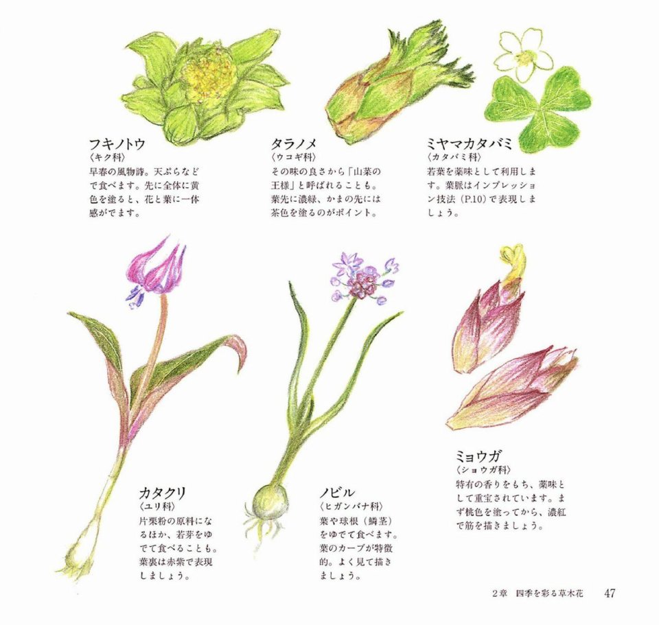 Lovely flowers and plants with colored pencils韩漫全集-全一册无删减无遮挡章节图片 