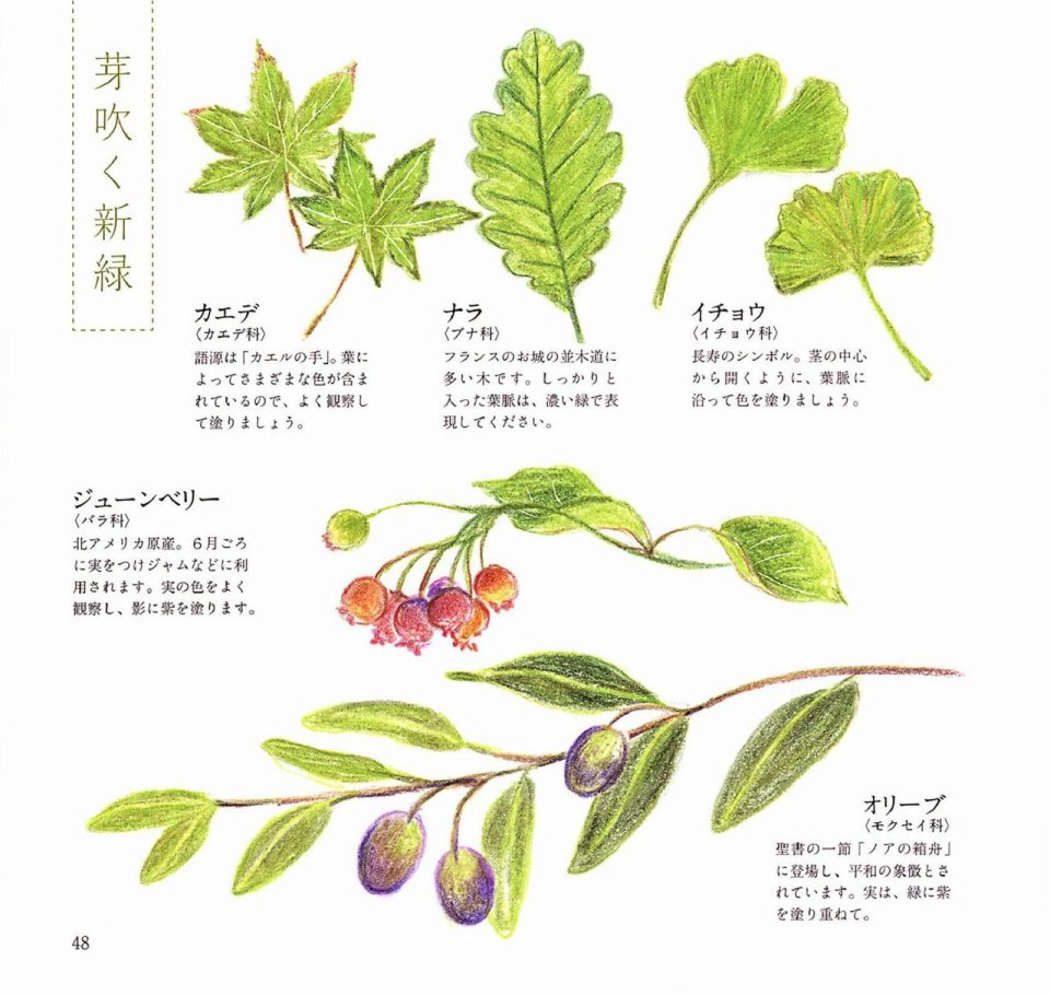 Lovely flowers and plants with colored pencils韩漫全集-全一册无删减无遮挡章节图片 