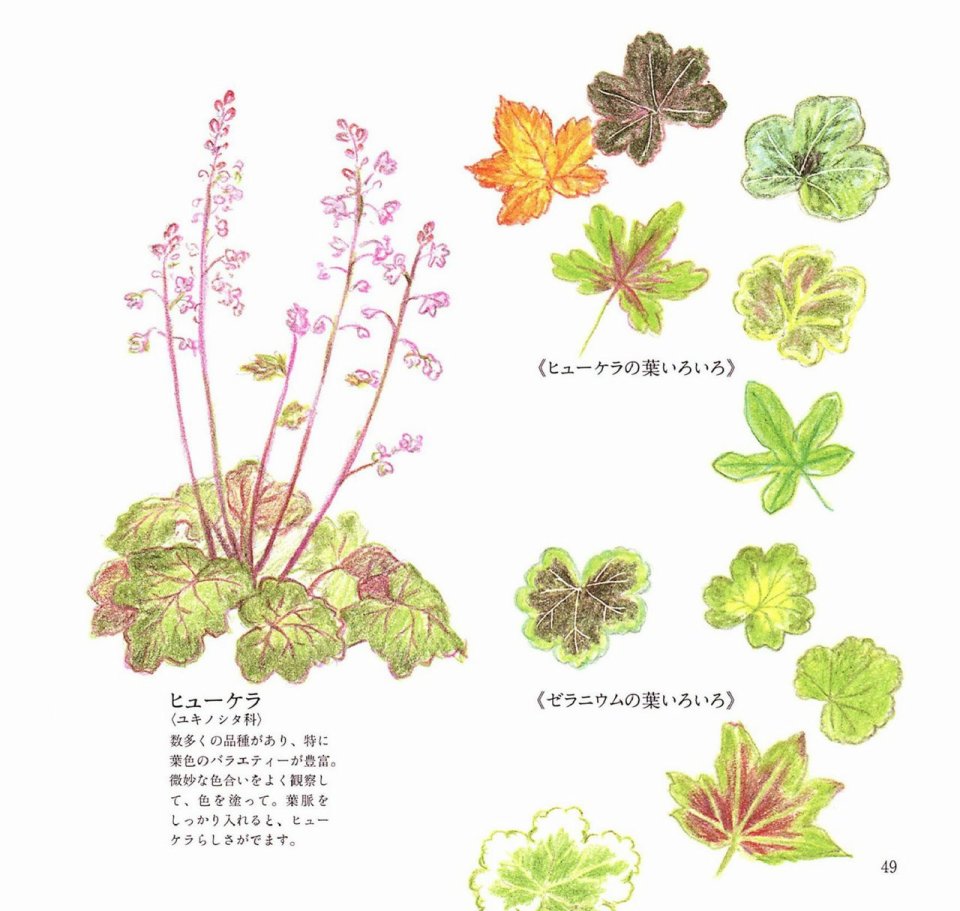 Lovely flowers and plants with colored pencils韩漫全集-全一册无删减无遮挡章节图片 